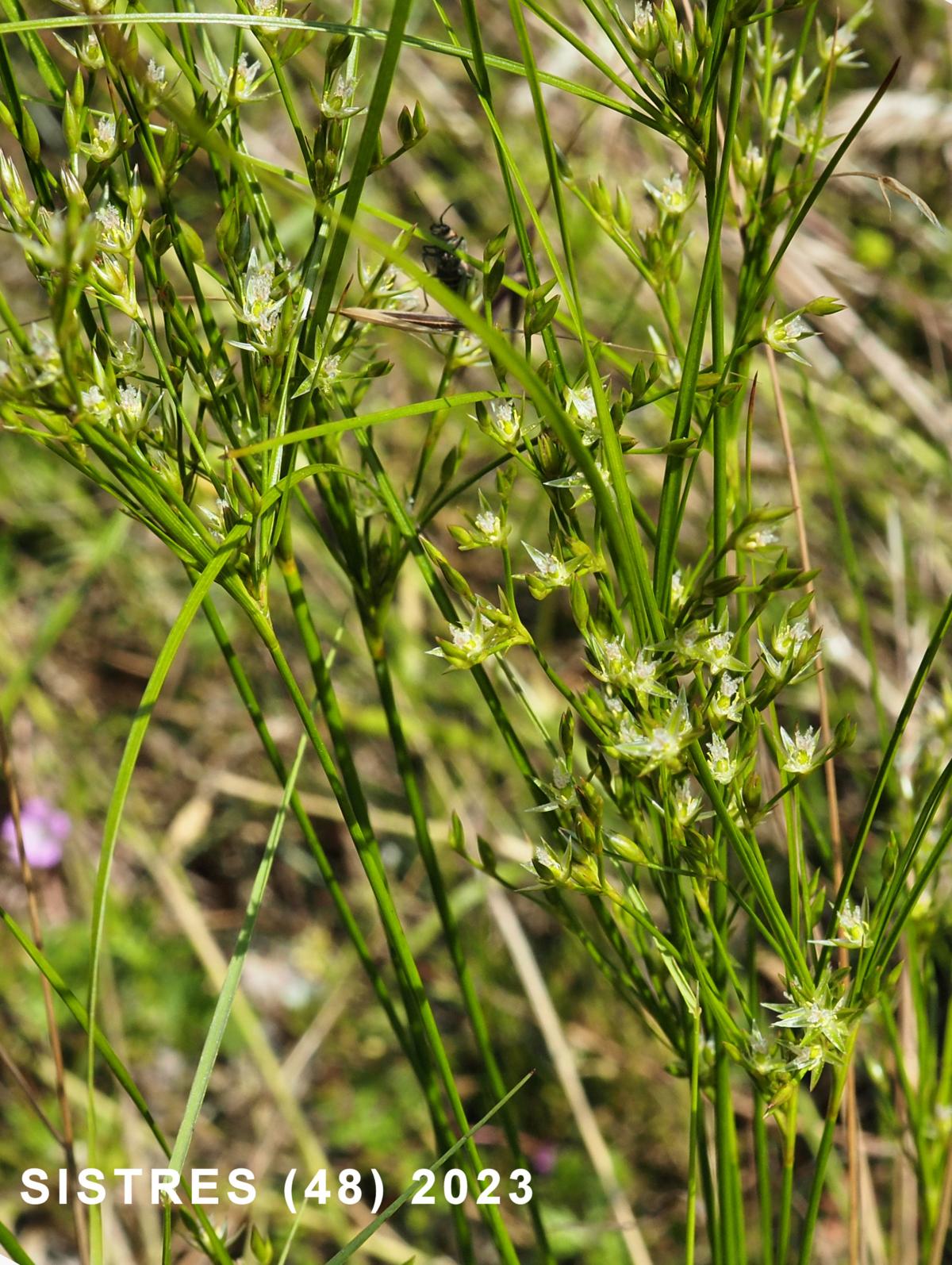 Rush, Slender plant